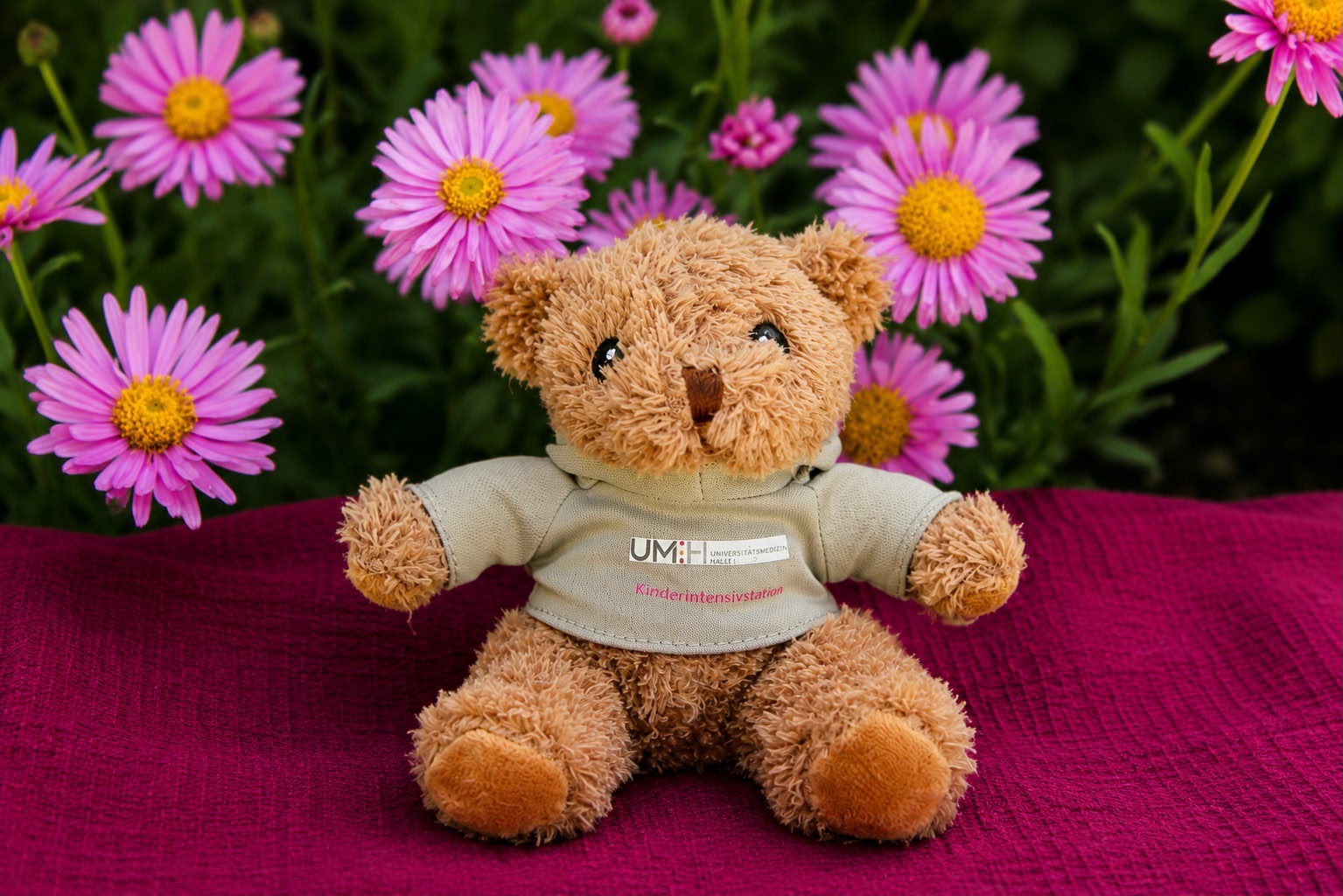 teddiebären